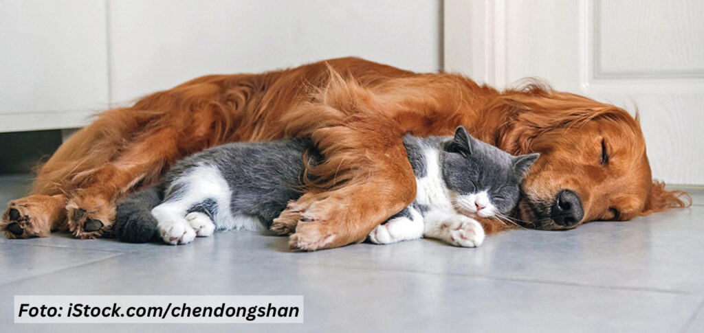 Tierversicherung: Hund und Katze schlafen auf dem Boden