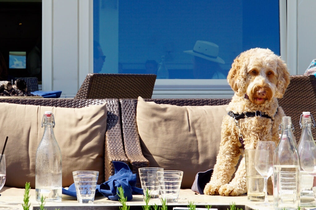 Hundefreundliche Restaurants in Hamburg: Hund im Restaurant am Tisch