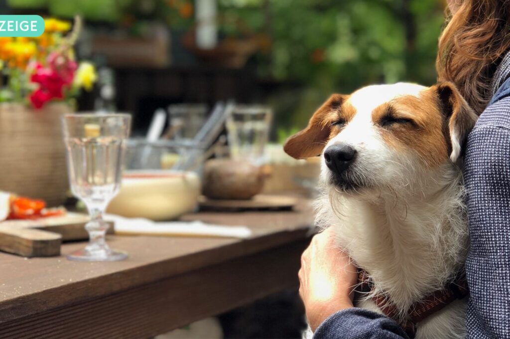 Hund