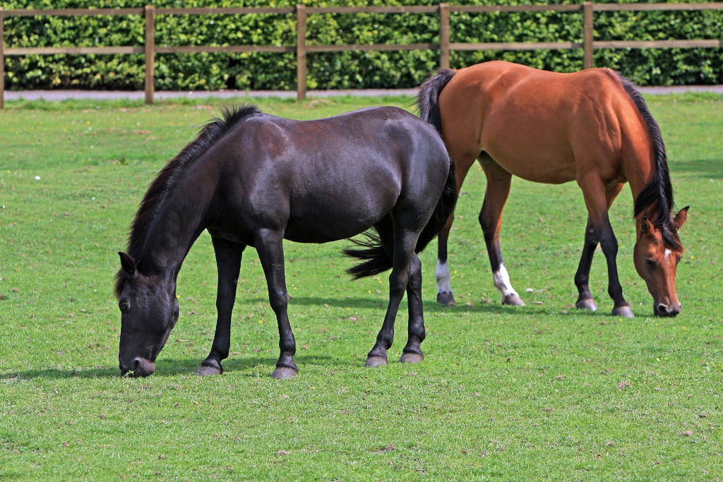 Kinderfreundliche Hotels in Hamburg. Ponys.