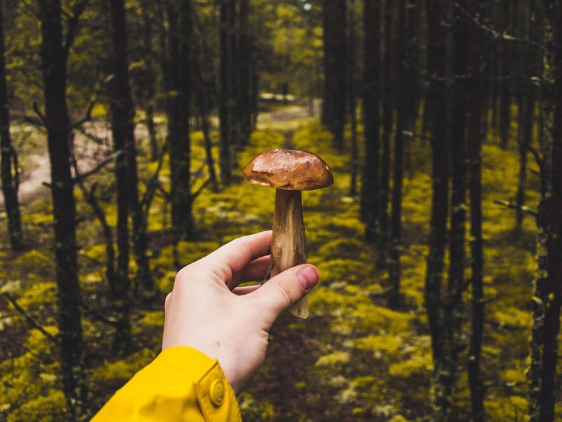 Pilze samemln in Hamburg und Umgebung: Hand mit Pilz im Wald