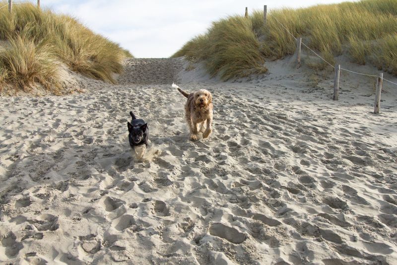 Hundeparadies Bergedorf: 2 Hunde am Strand