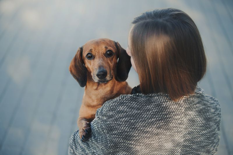 Tierheime in Hamburg: Hund auf dem Arm einer Frau