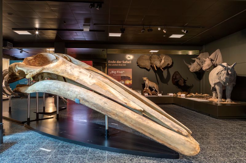 Indoor-Aktivitäten in Hamburg: Zoologisches Museum Hamburg