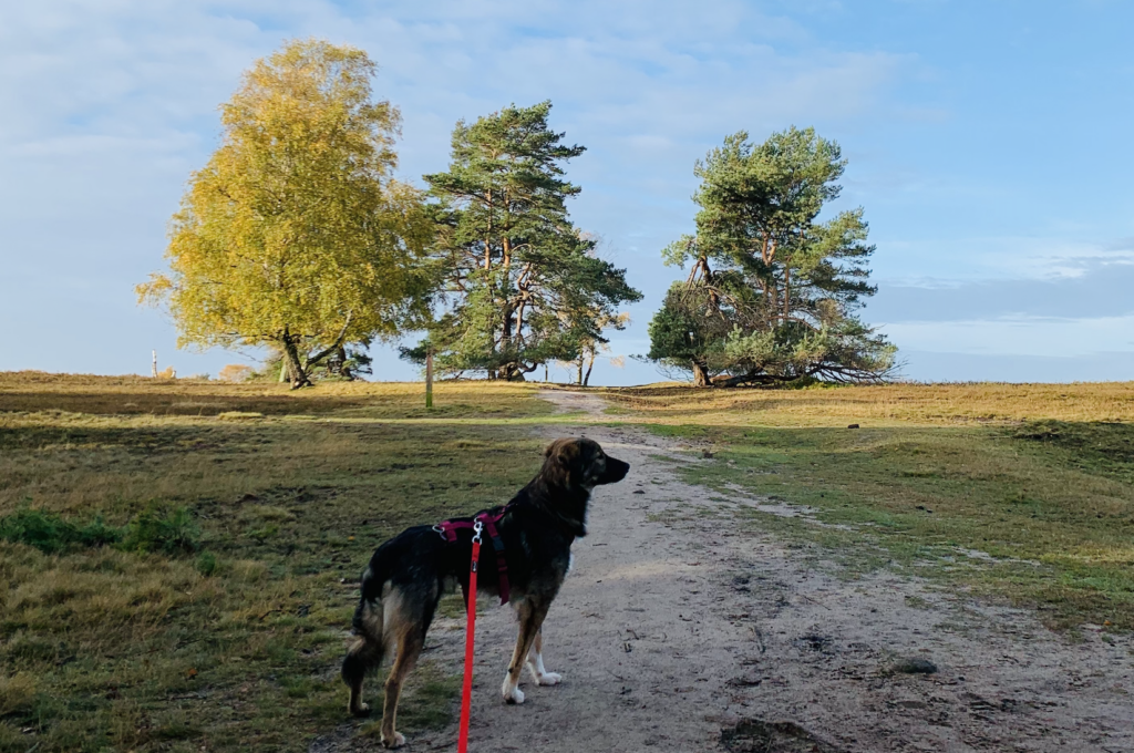 Fischbeker Heide