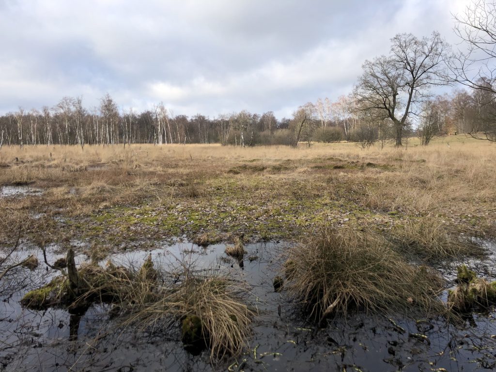 Moore in Hamburg: Wittmoor