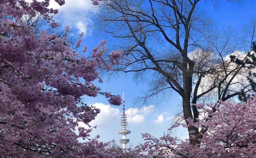 Haspa Joker Highlights April: Kirschblüte Hamburg mit Fernsehturm