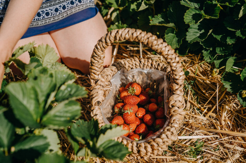 Erdbeeren pflücken bei Hamburg auf dem Gut Wulksfelde