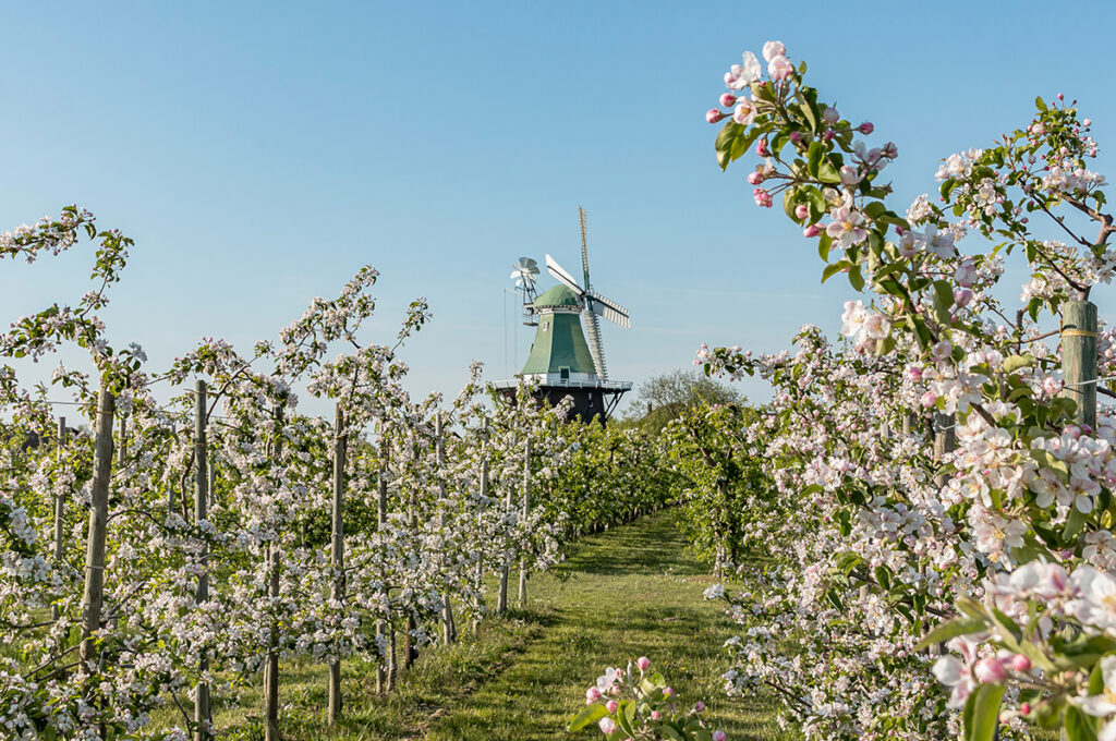 Obstblüte im Alten Land bei Hamburg