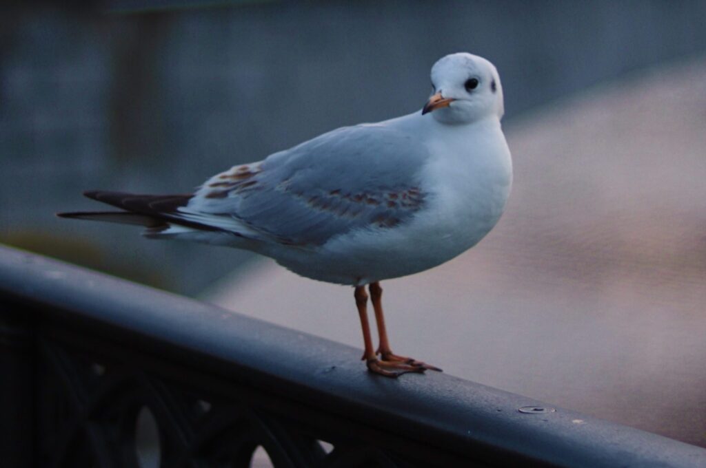 Möwe sitzt auf einem Brückengeländer