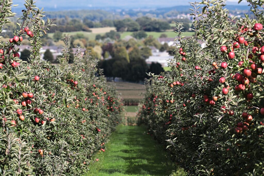 Picknick Altes Land: Apfelbäume auf dem Feld