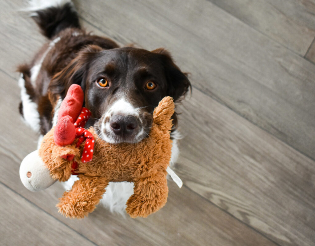 Hundepension in Hamburg. Hund mit Spielzeug. 