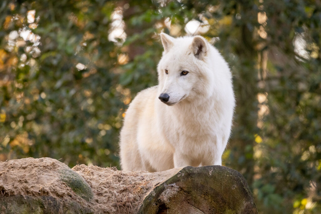 Polarwolf im Wildpark Lüneburger Heide
