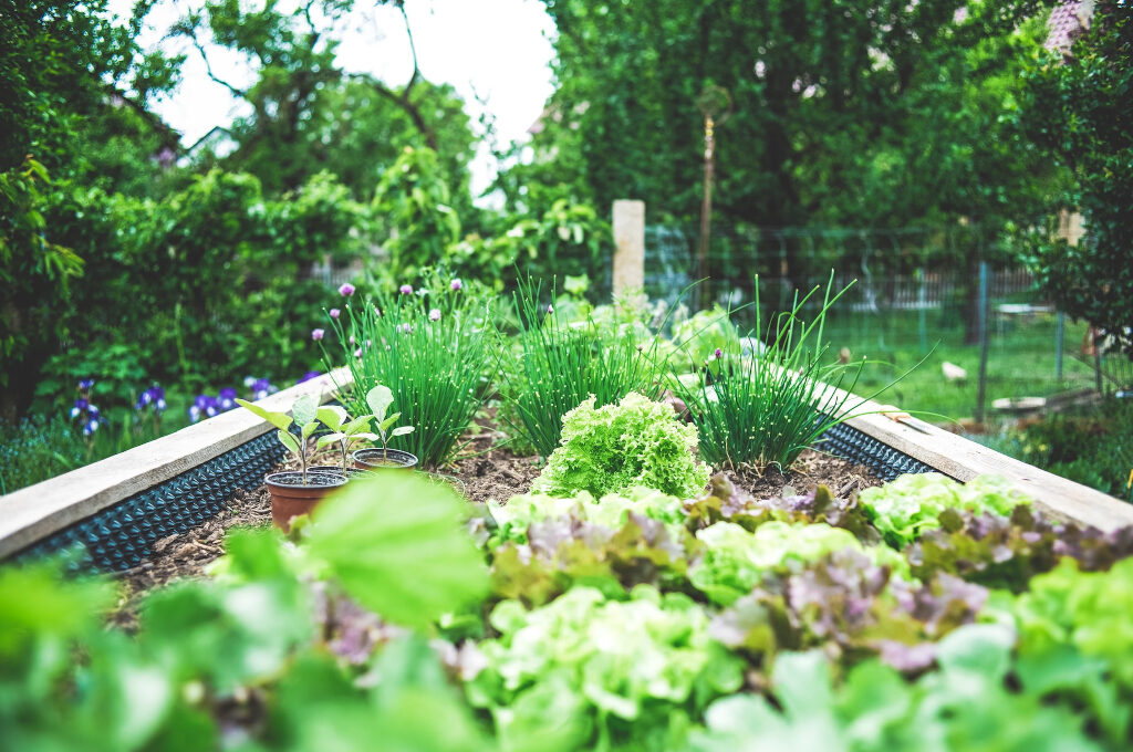 Urban Gardening in Hamburg: Pflanzen in Beet