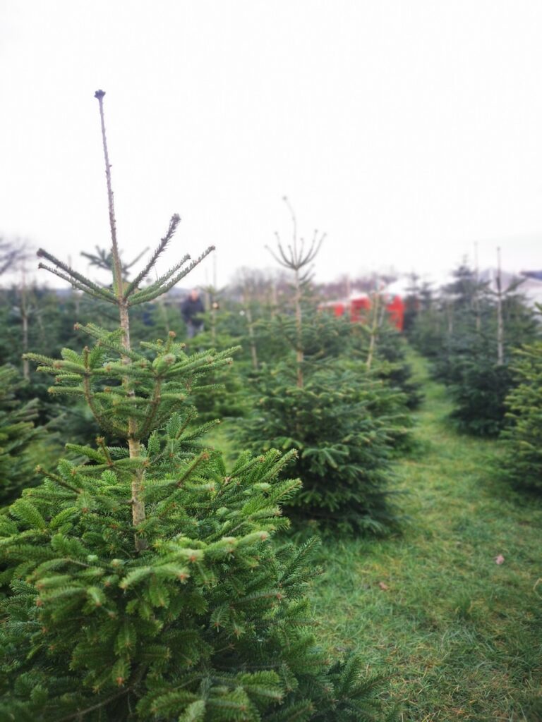 weihnachtsbaum in Hamburg kaufen: Tannenwäldchen Erdbeerhof Glantz
