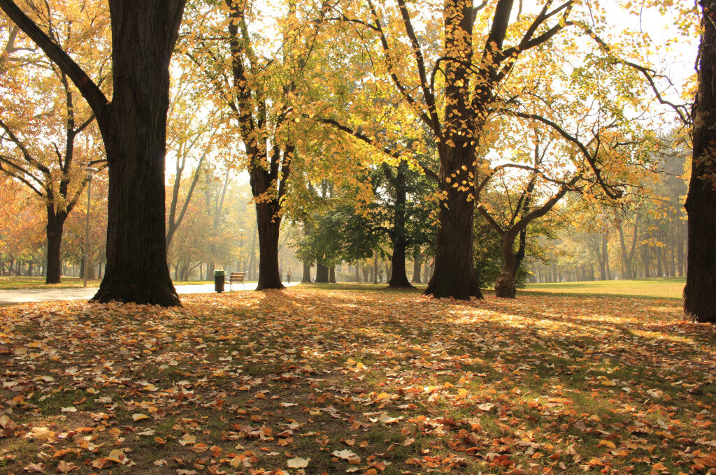 Stadtteile für Naturfans, Park