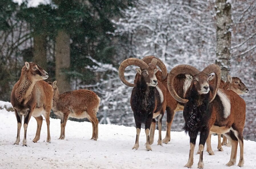 Hamburg mit Kind: Mufflons im Schnee