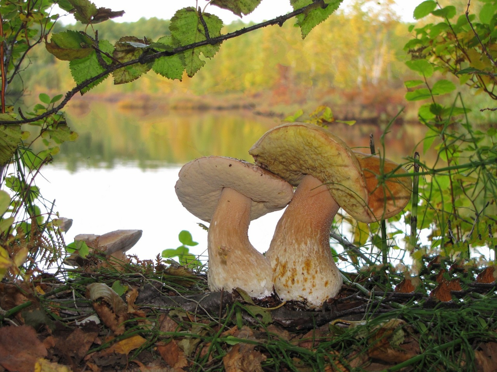 Pilze sammeln in Hamburg und Umgebung: Steinpilze