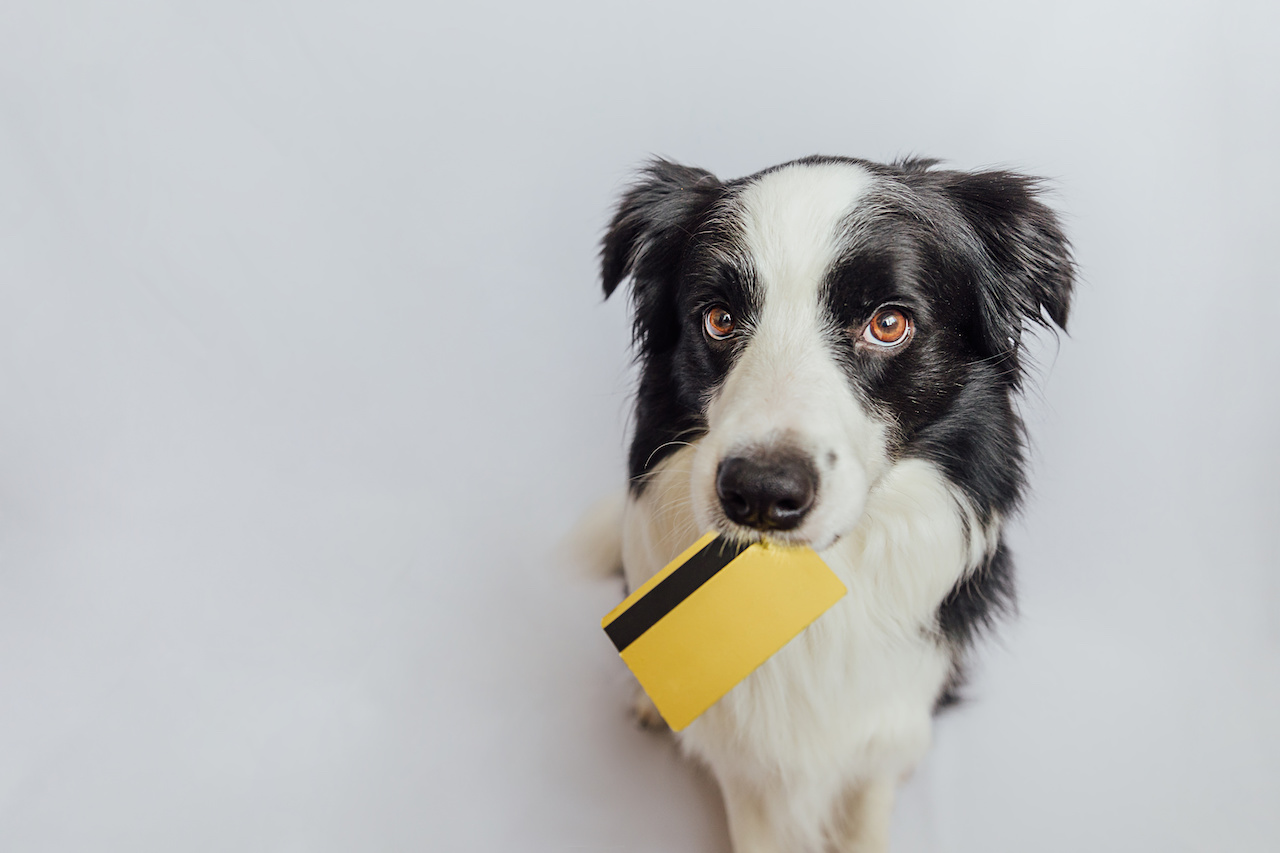 Hund mit Bankkarte im Maul