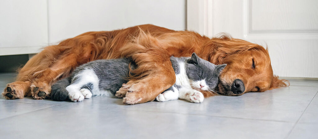 Hund und Katze schlafen auf dem Boden