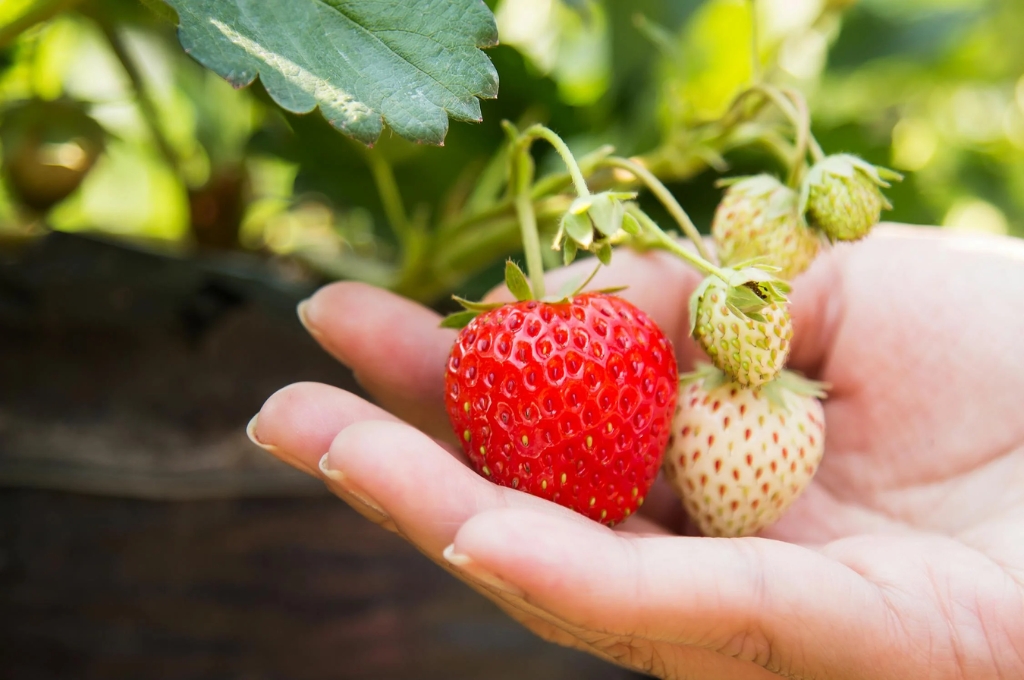 Erdbeeren pflücken in Hamburg & Umgebung: Erdbeeren an Strauch in der Hand