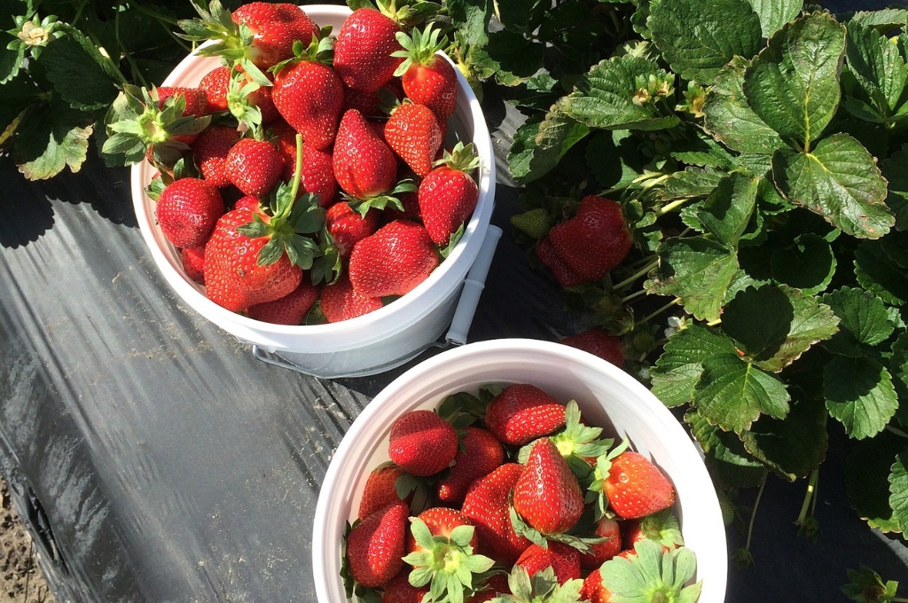 Erdbeeren pflücken in Hamburg & Umgebung: 2 Schälchen mit Erdbeeren