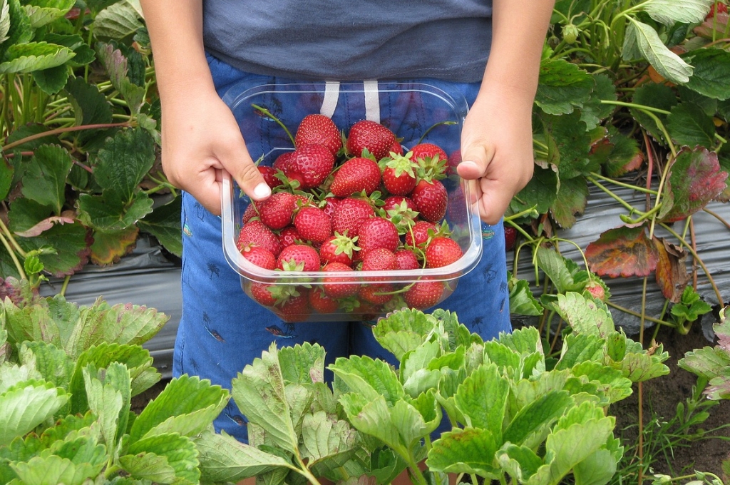 Erdbeeren pflücken in Hamburg & Umgebung: Jungenhände halten Schälchen mit Erdbeeren