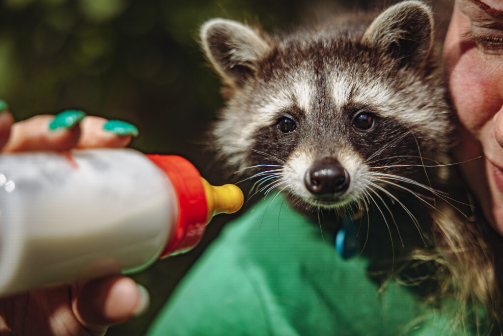 Wildtierstation Bergedorf: Waschbär wird gefüttert