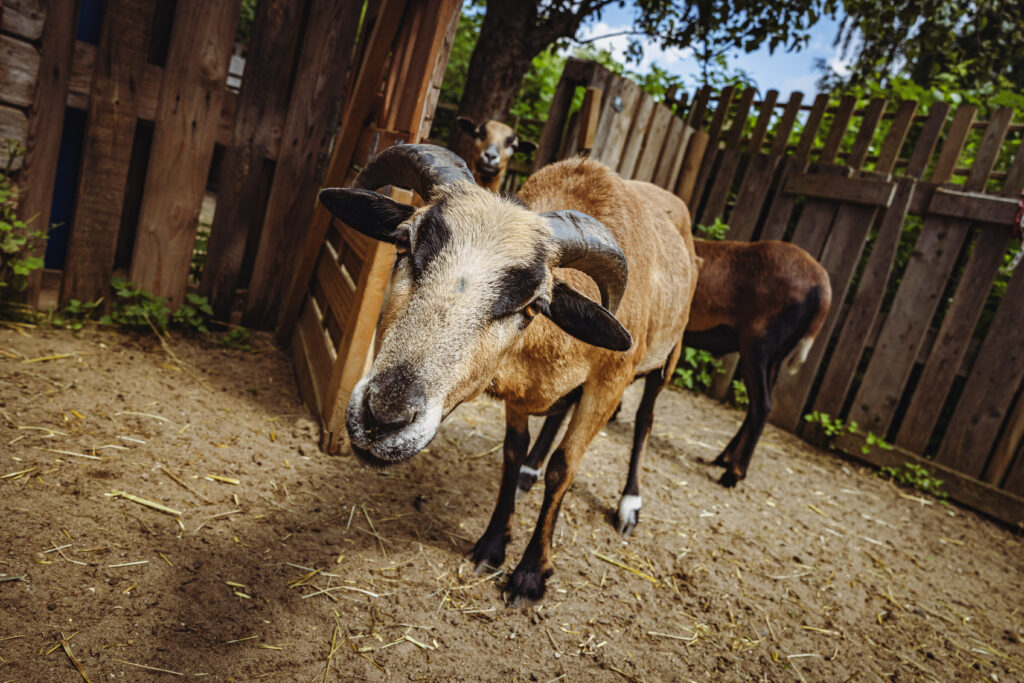 Wildtierstation Bergedorf: Ziege