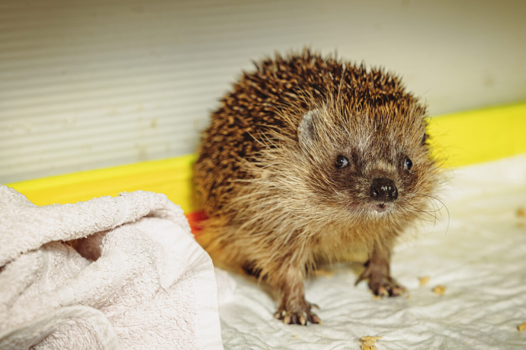 Wildtierstation Bergedorf: Igel