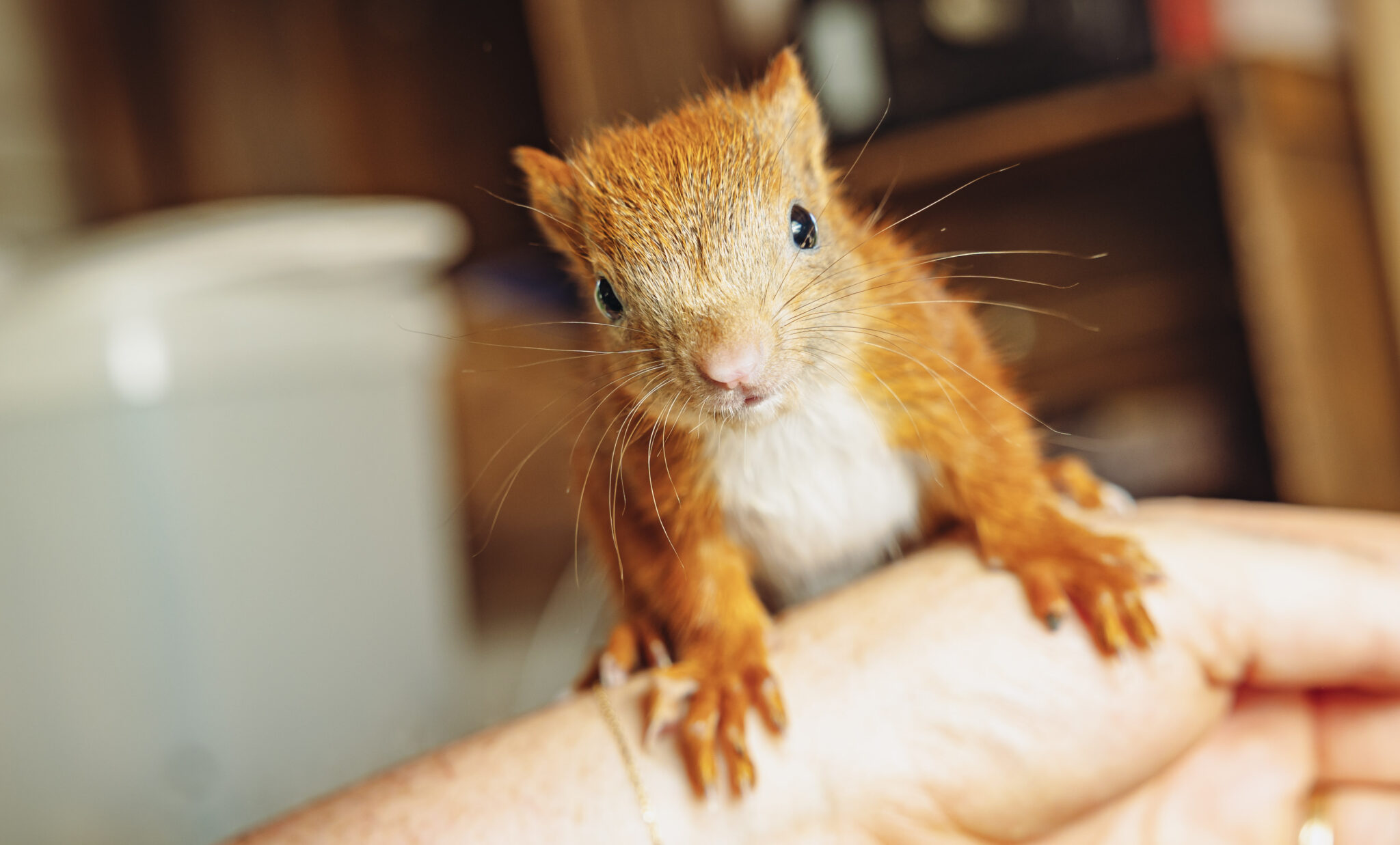 Wildtierstation Looki in Bergedorf Ein Herz für Tiere