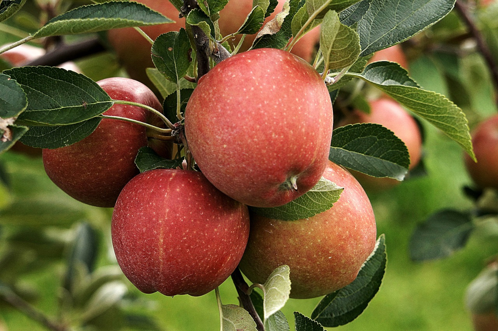 Äpfel pflücken im Alten Land: rote Äpfel am Baum