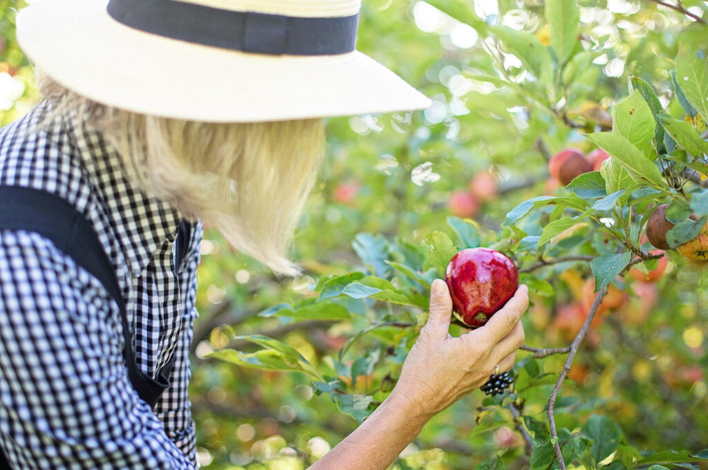 Äpfel pflücken in Alten Land: Frau pflückt Apfel vom Baum