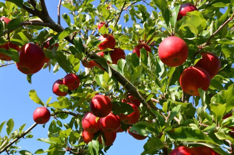 Äpfel pflücken im Alten Land: 6 Höfe zum Selbsternten