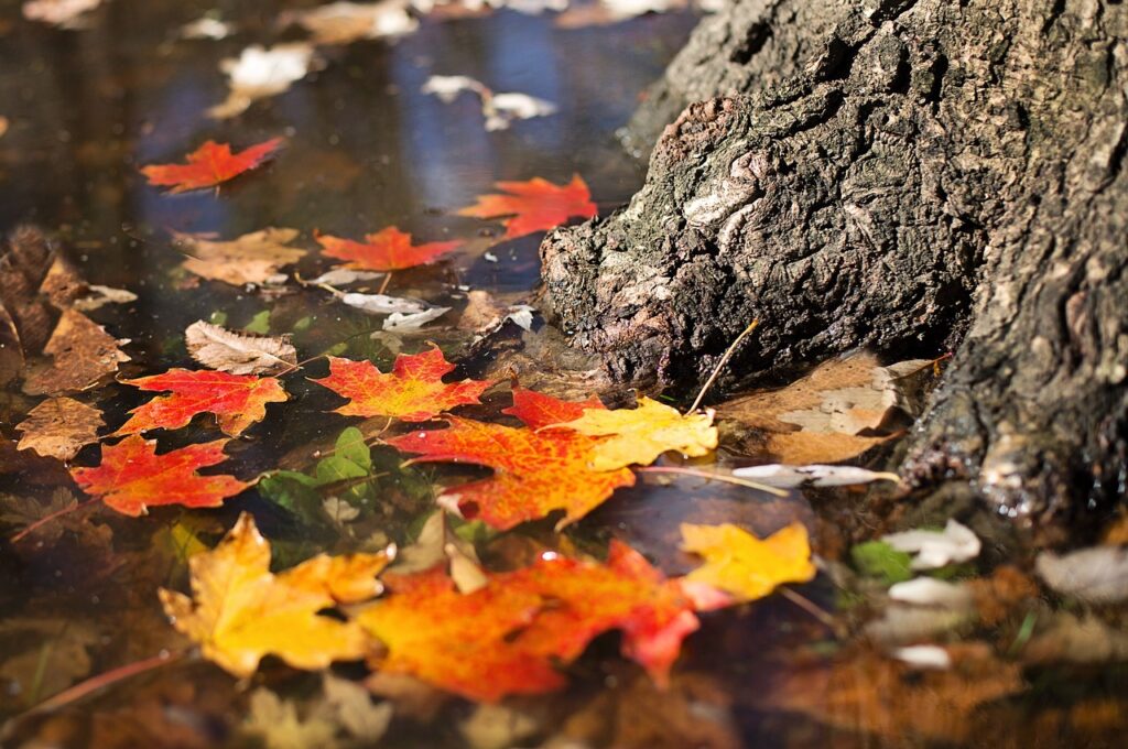 HaspaJoker Highlights November: Herbstblätter im Wasser neben Baum