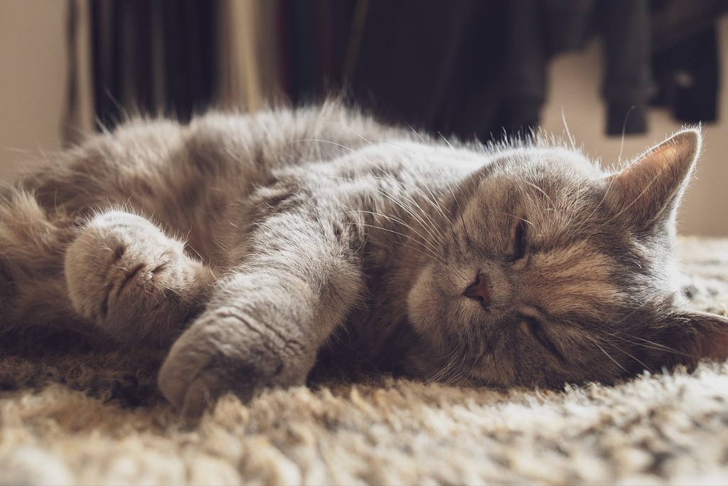 Haustiere in der Mietwohnung: Graue Katze schläft auf hellem Teppich