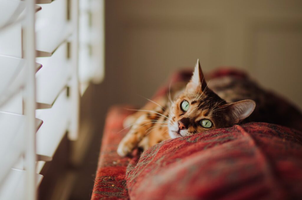 Haustierkosten, Katze liegt auf dem Sofa