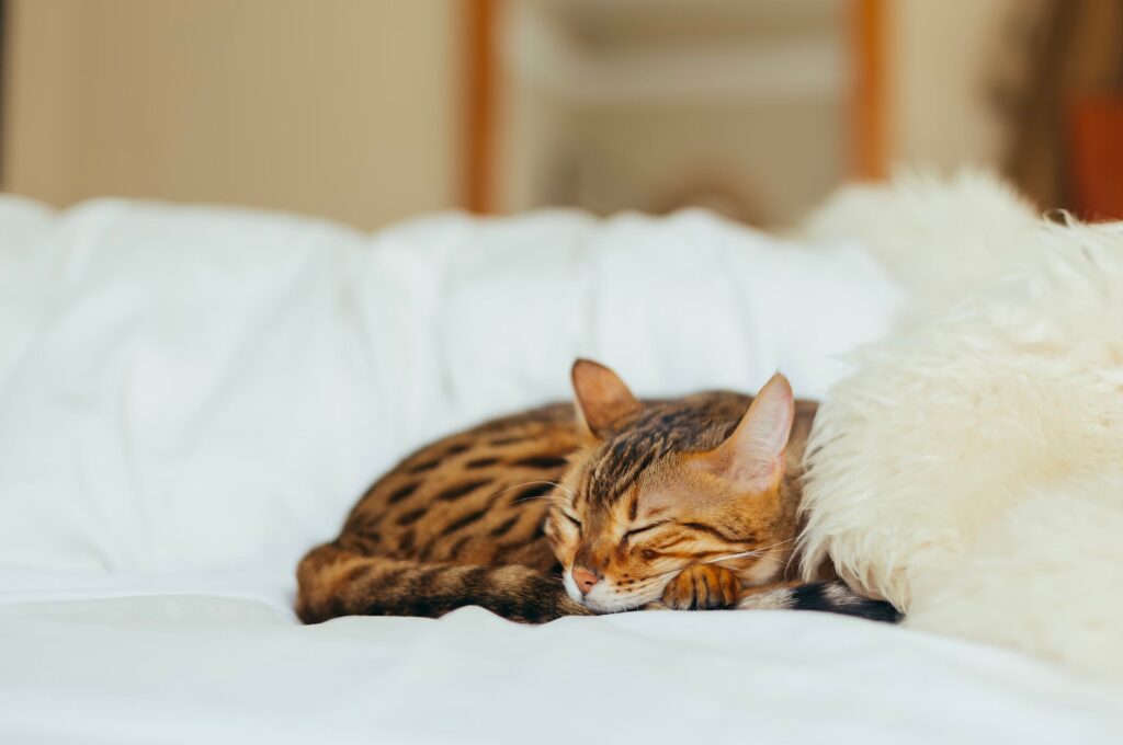 Haustierkosten, Katze liegt im Bett