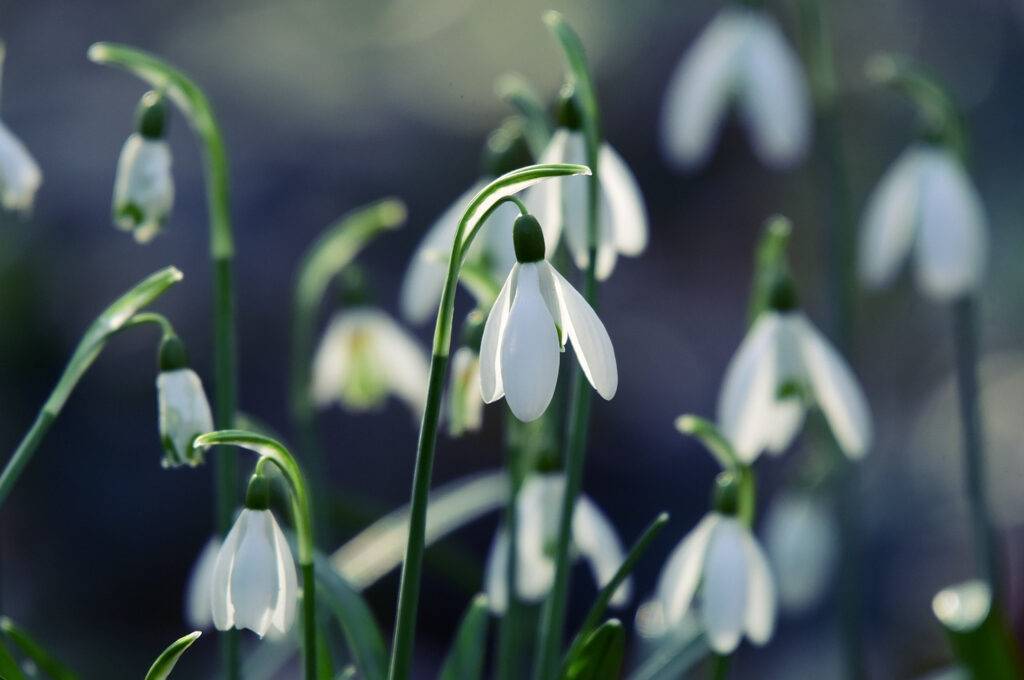 Haspa Joker Hightlights im Februar: Blumen im Frühling