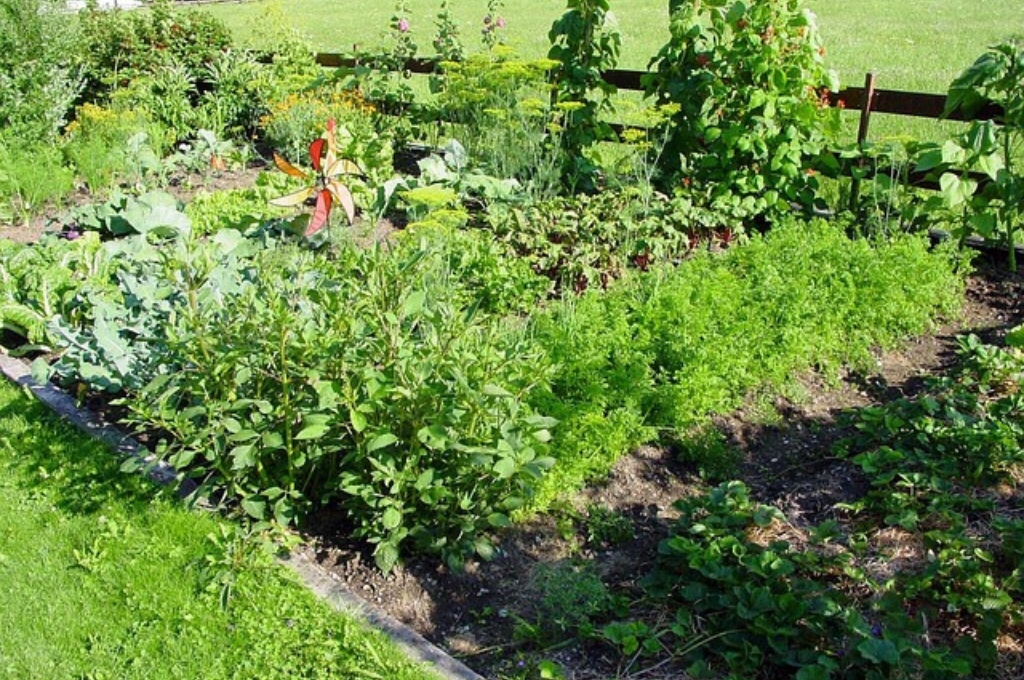 Schrebergarten in Hamburg: Gemüsegarten