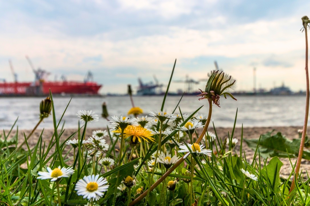 Hamburg im Mai, Löwenzahn und Gänseblümchen vor dem Hamburger Hafen