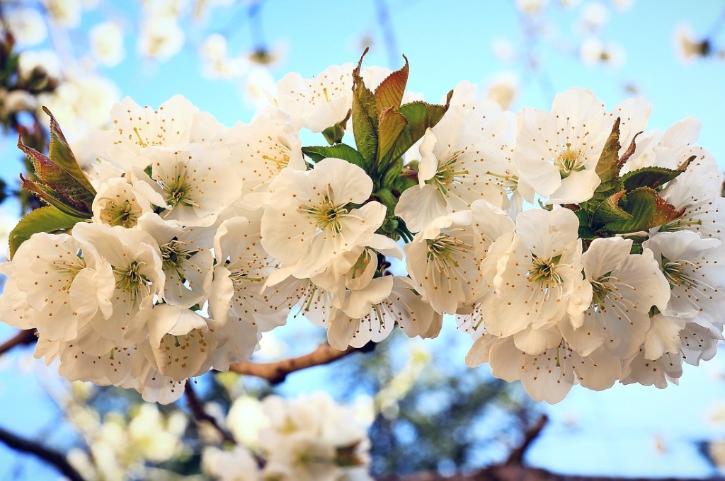 Hamburg im April: Kirschblüten