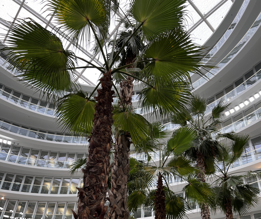 Hamburg im Mai: Palmen im Atrium des Deutschlandhauses