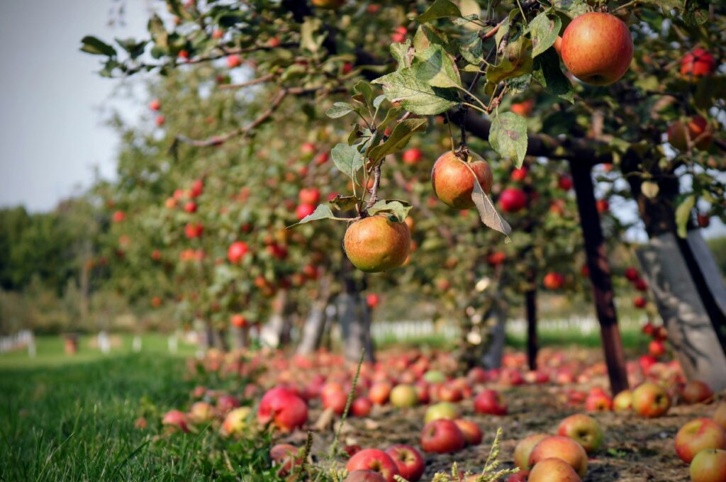 Picknick im Alten Land: Viele Apfelbäume auf einer Wiese