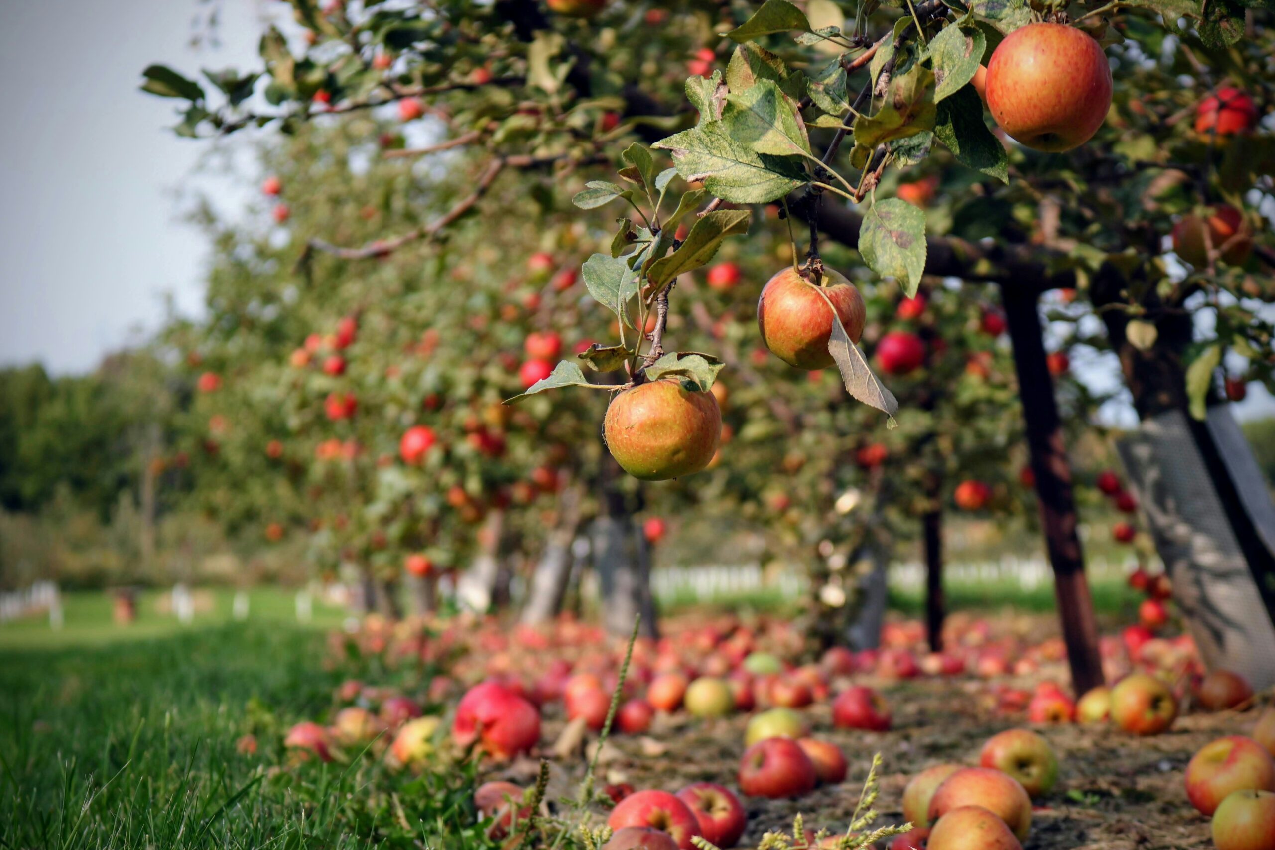 Picknick im Alten Land: Viele Apfelbäume auf einer Wiese