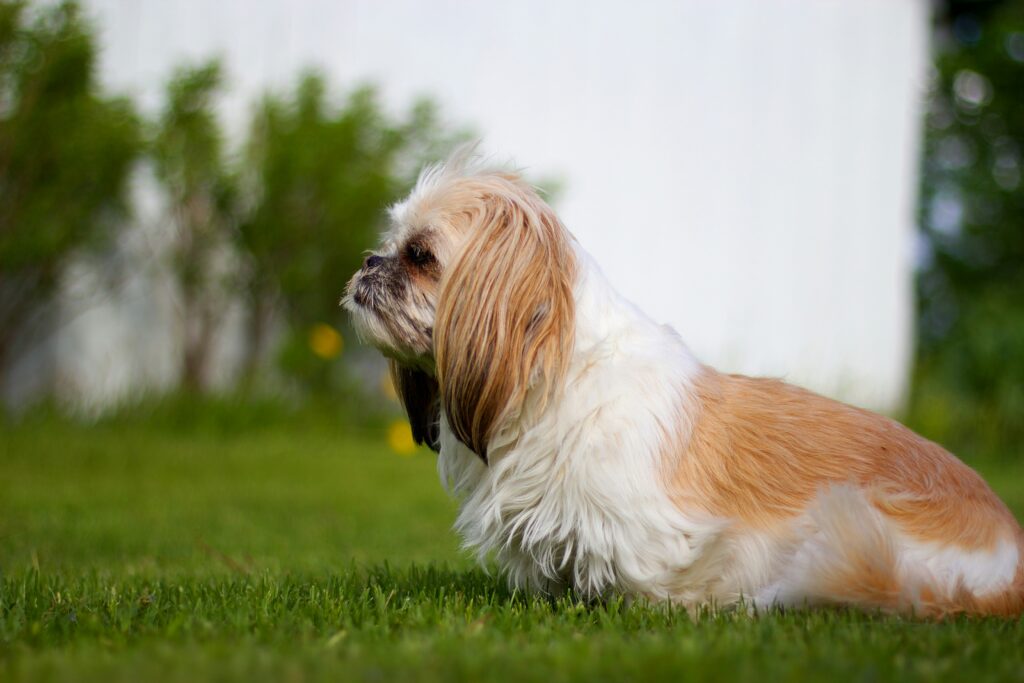 Hundewiesen in Hamburg: Hund im Park