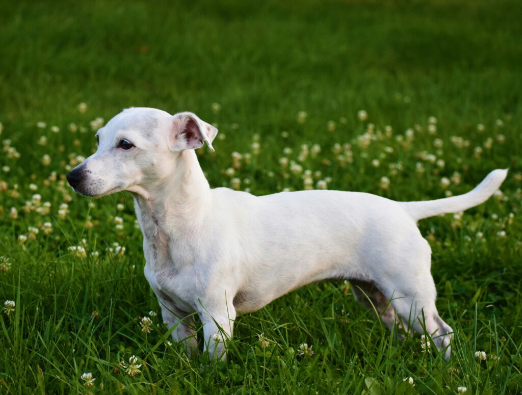 Hundewiesen in Hamburg: Hund auf einer Wiese