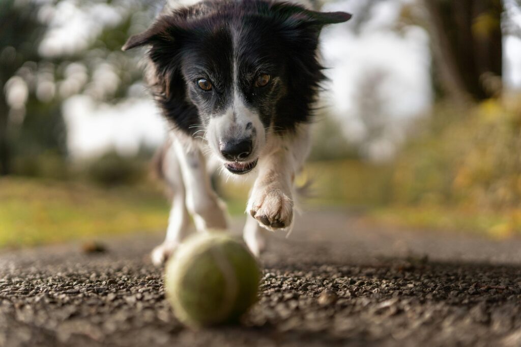 Hundewiesen in Hamburg: Hund spielt mit Ball