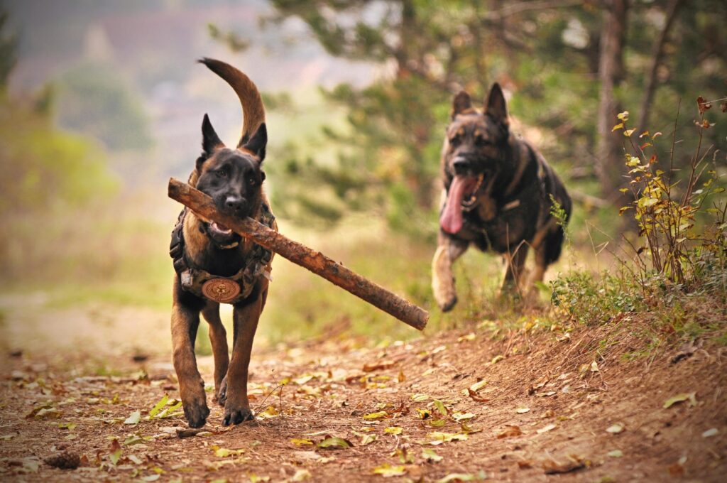 Hundewiesen in Hamburg: Spielende Hunde