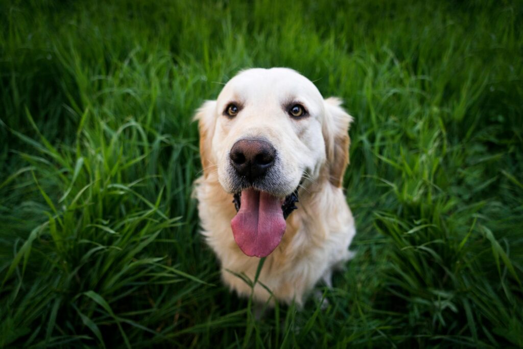 Hundewiesen in Hamburg: Hund auf einer Wiese